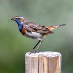 Bluethroat (Luscinia svecica) @ Fokstumyra Nature Reserve, Norway. Photo: Håvard Rosenlund