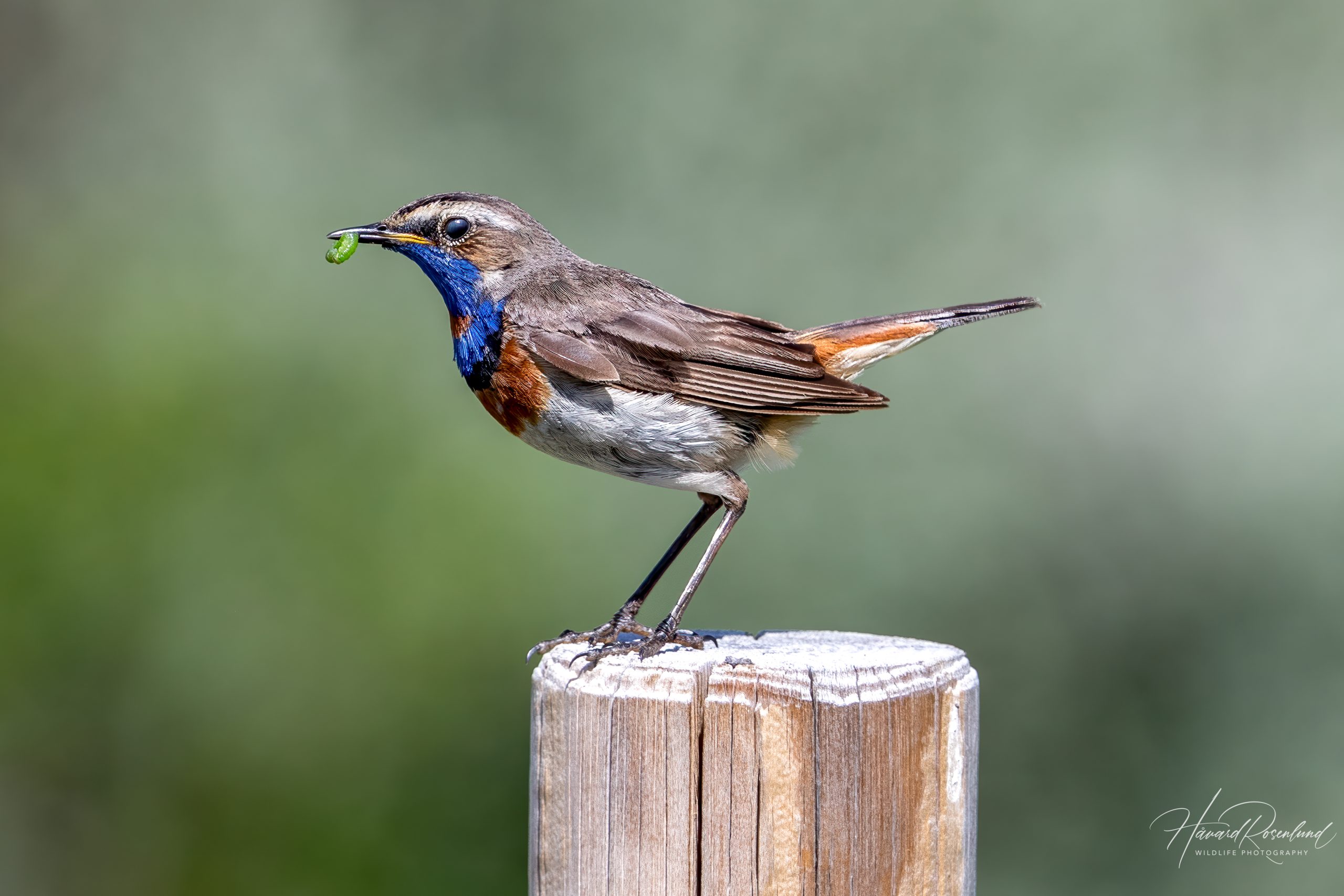 Blåstrupe (Luscinia svecica) @ Fokstumyra Naturreservat. Foto: Håvard Rosenlund