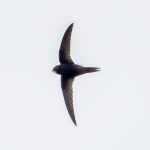 Common Swift (Apus apus) @ Ystad, Sweden. Photo: Håvard Rosenlund