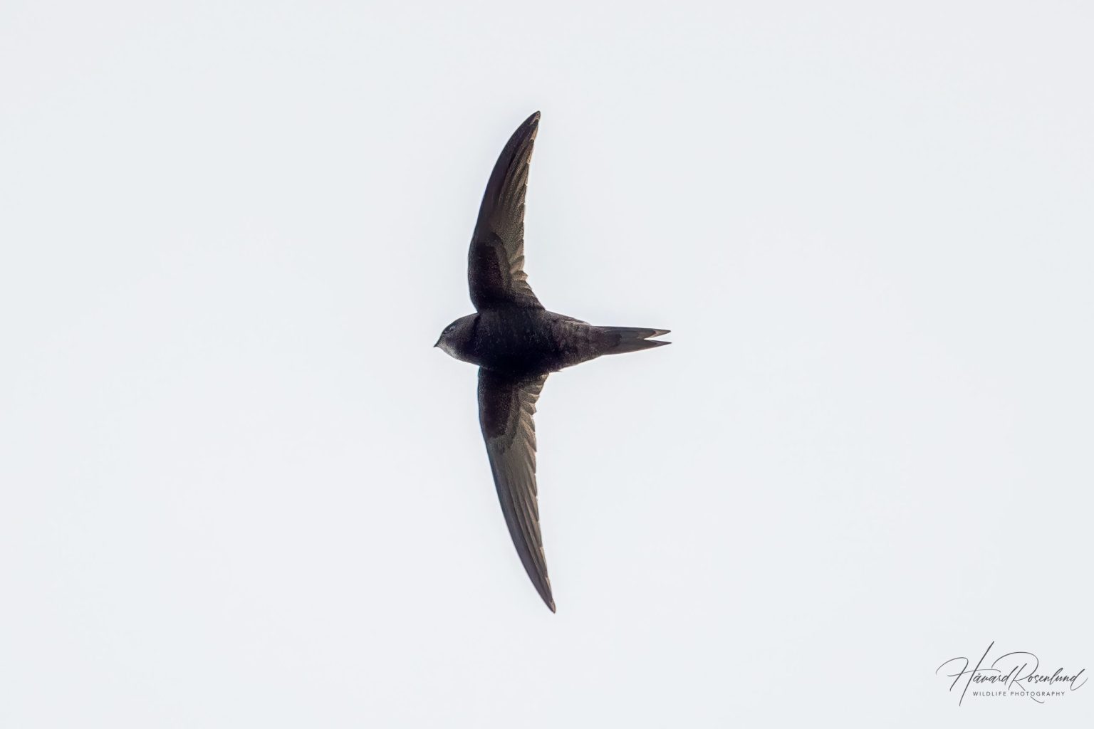 Common Swift (Apus apus) @ Ystad, Sweden. Photo: Håvard Rosenlund