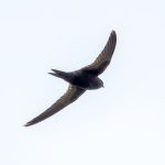 Common Swift (Apus apus) @ Ystad, Sweden. Photo: Håvard Rosenlund