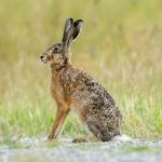 European Hare (Lepus europaeus) @ Ystad, Sweden. Photo: Håvard Rosenlund