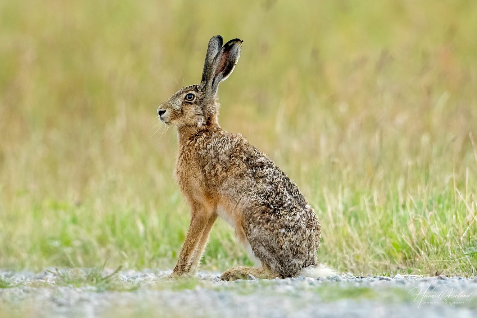 European Hare (Lepus europaeus) @ Ystad, Sweden. Photo: Håvard Rosenlund