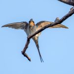 Crested Treeswift (Hemiprocne coronata) @ Kanha National Park, India. Photo: Håvard Rosenlund