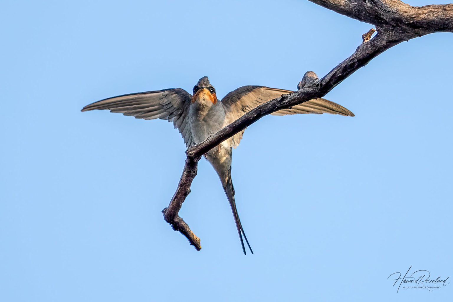 Crested Treeswift (Hemiprocne coronata) @ Kanha National Park, India. Photo: Håvard Rosenlund