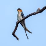 Crested Treeswift (Hemiprocne coronata) @ Kanha National Park, India. Photo: Håvard Rosenlund