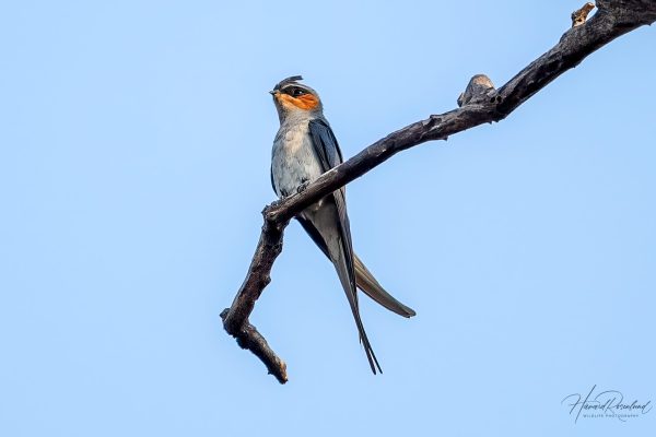 Topptreseiler (Hemiprocne coronata) @ Kanha National Park, India. Foto: Håvard Rosenlund