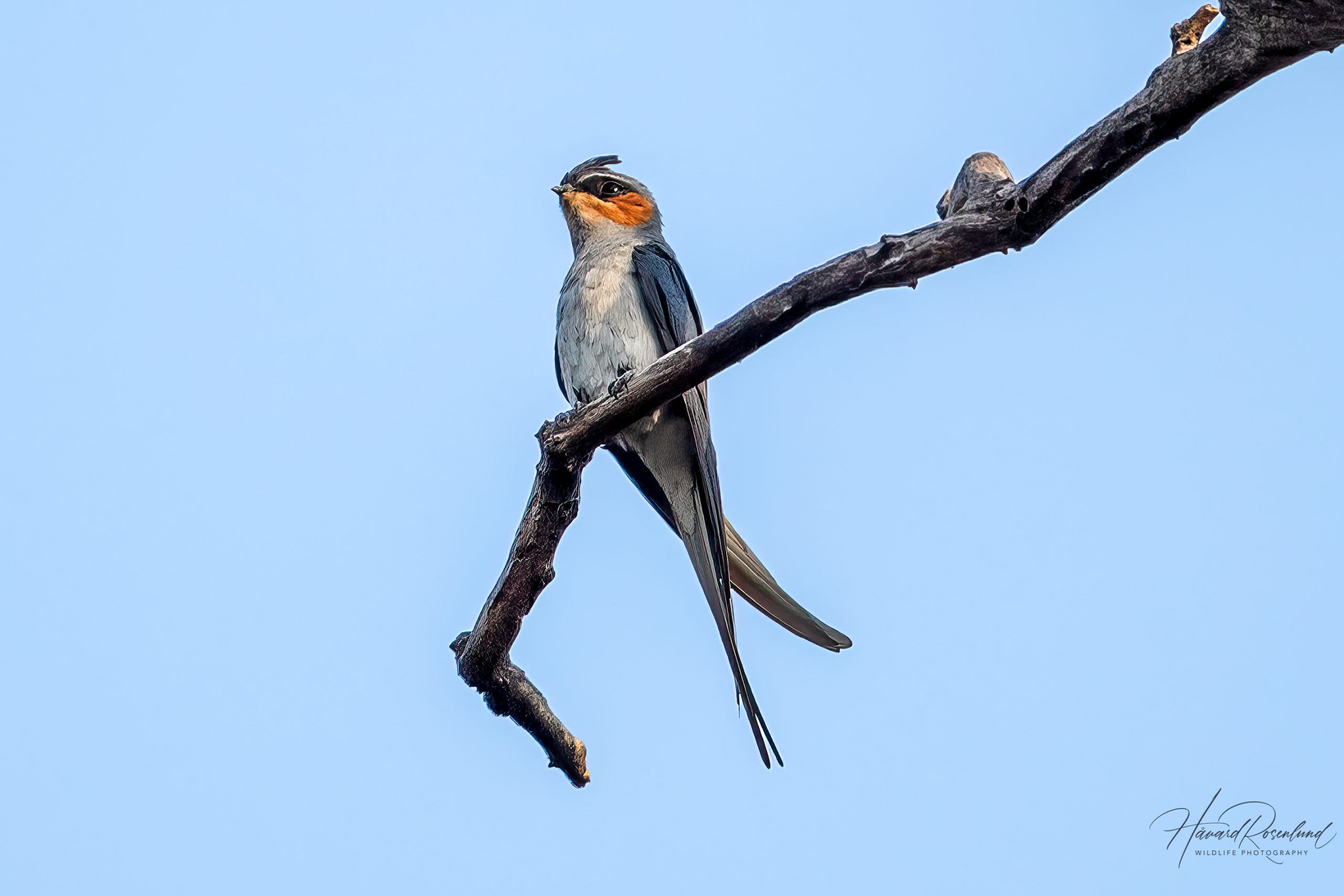 Topptreseiler (Hemiprocne coronata) @ Kanha National Park, India. Foto: Håvard Rosenlund