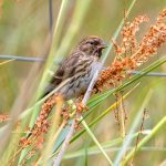 Lesser Redpoll (Acanthis cabaret) @ Lista, Norway. Photo: Håvard Rosenlund