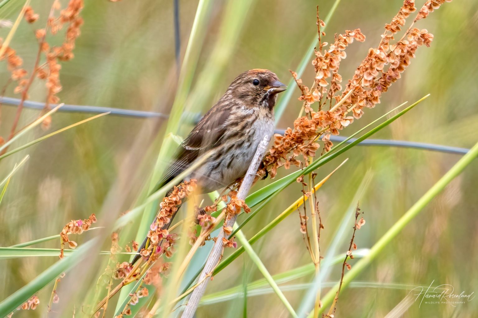 Lesser Redpoll (Acanthis cabaret) @ Lista, Norway. Photo: Håvard Rosenlund