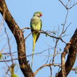 Alexandrine Parakeet (Psittacula eupatria) @ Kanha National Park, India. Photo: Håvard Rosenlund