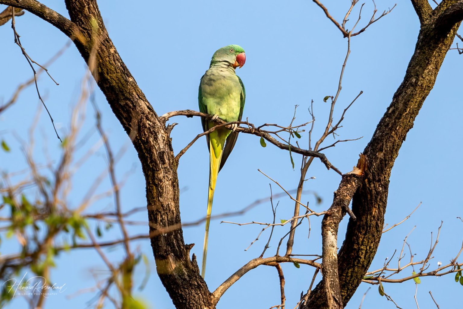 Alexandrine Parakeet (Psittacula eupatria) @ Kanha National Park, India. Photo: Håvard Rosenlund