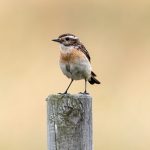 Whinchat (Saxicola rubetra) @ Lista, Norway. Photo: Håvard Rosenlund