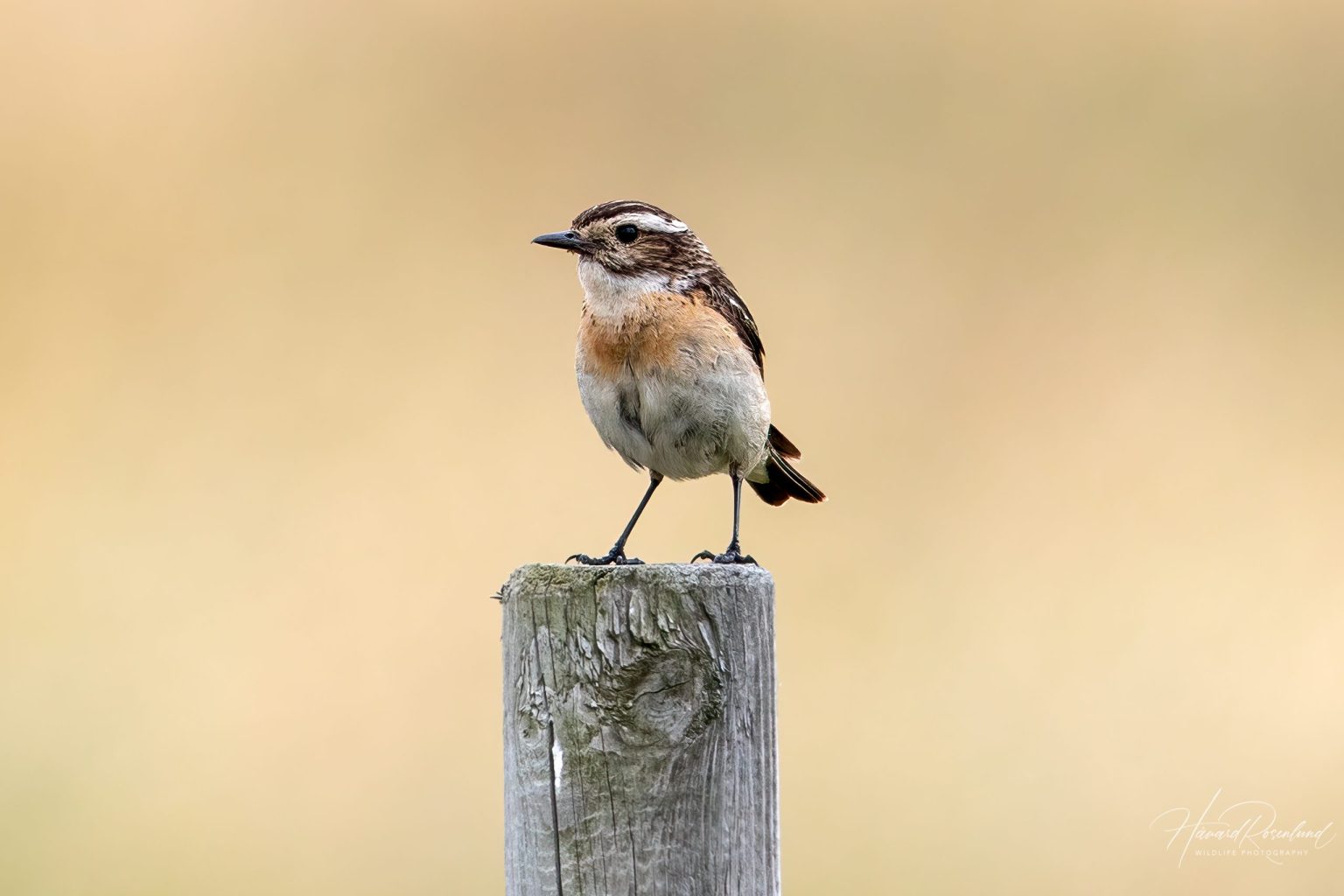 Whinchat (Saxicola rubetra) @ Lista, Norway. Photo: Håvard Rosenlund