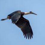 Asian Woolly-necked Stork (Ciconia episcopus) @ Kanha National Park, India. Photo: Håvard Rosenlund
