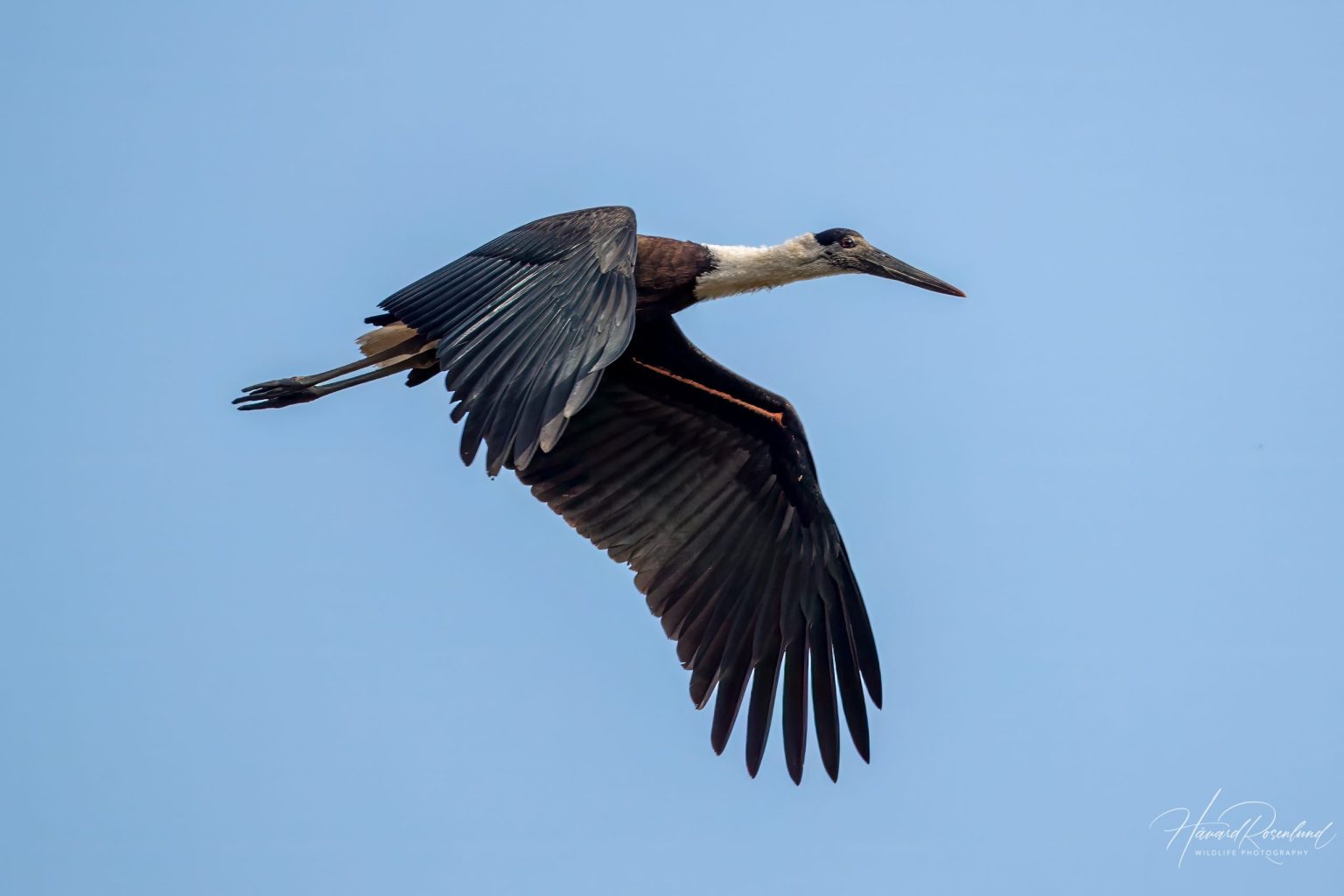 Asian Woolly-necked Stork (Ciconia episcopus) @ Kanha National Park, India. Photo: Håvard Rosenlund