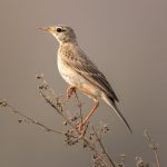 Paddyfield Pipit (Anthus rufulus) @ Satpura National Park, India. Photo: Håvard Rosenlund