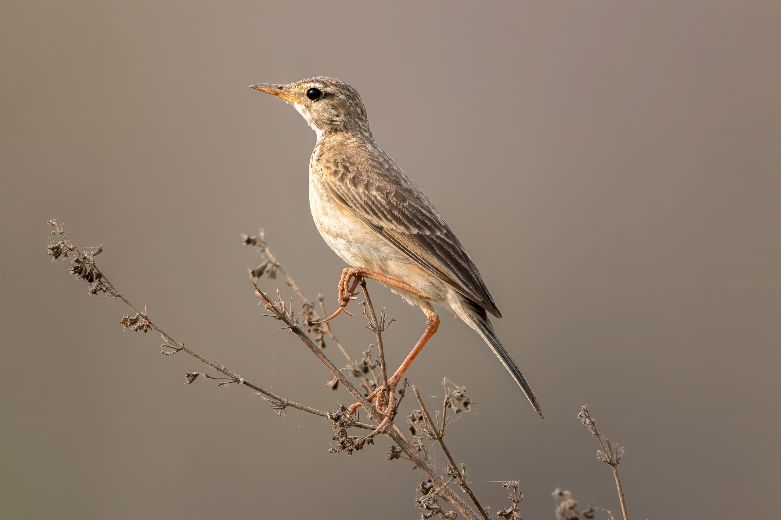Orientpiplerke (Anthus rufulus) @ Satpura National Park, India. Foto: Håvard Rosenlund