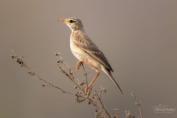 Orientpiplerke (Anthus rufulus) @ Satpura National Park, India. Foto: Håvard Rosenlund
