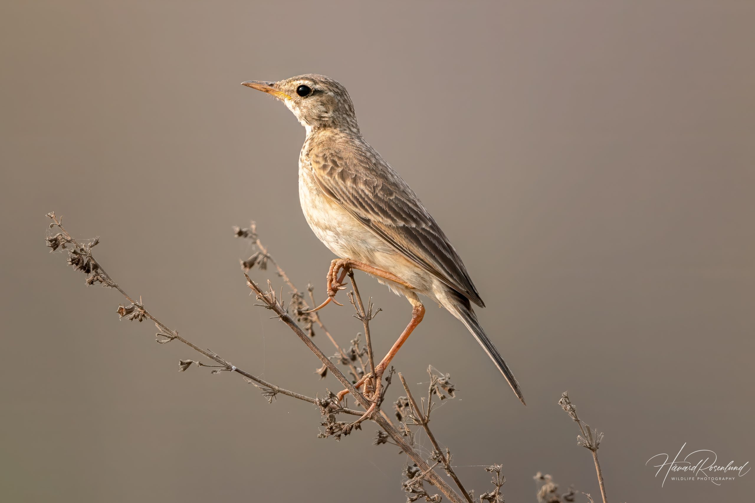 Orientpiplerke (Anthus rufulus) @ Satpura National Park, India. Foto: Håvard Rosenlund