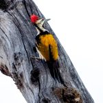 Black-rumped Flameback (Dinopium benghalense) @ Kanha National Park, India. Photo: Håvard Rosenlund