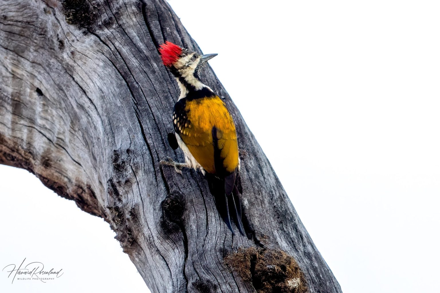 Black-rumped Flameback (Dinopium benghalense) @ Kanha National Park, India. Photo: Håvard Rosenlund