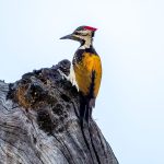 Black-rumped Flameback (Dinopium benghalense) @ Kanha National Park, India. Photo: Håvard Rosenlund