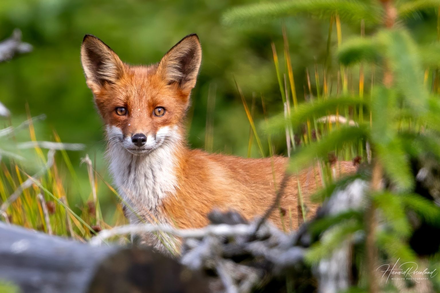 Red Fox (Vulpes vulpes) @ Lista, Norway. Photo: Håvard Rosenlund