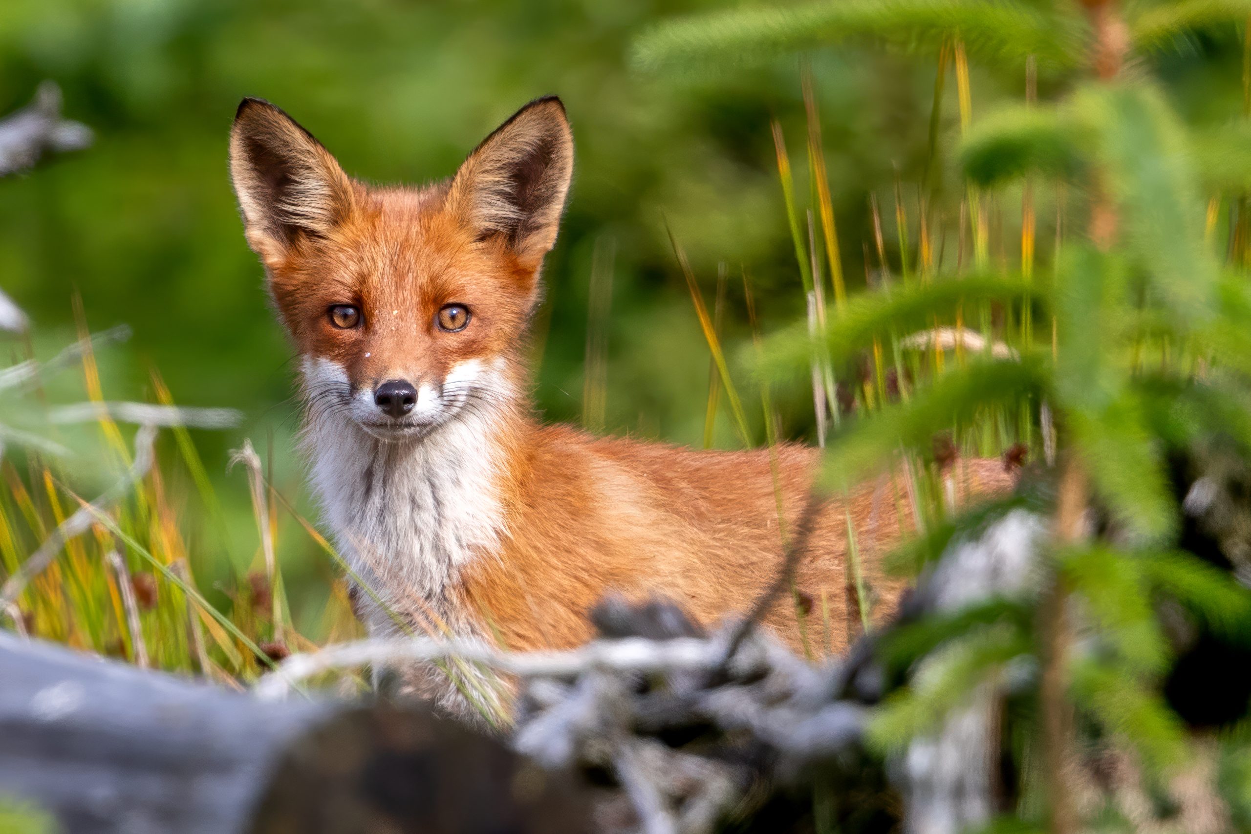 Red Fox (Vulpes vulpes) @ Lista, Norway. Photo: Håvard Rosenlund