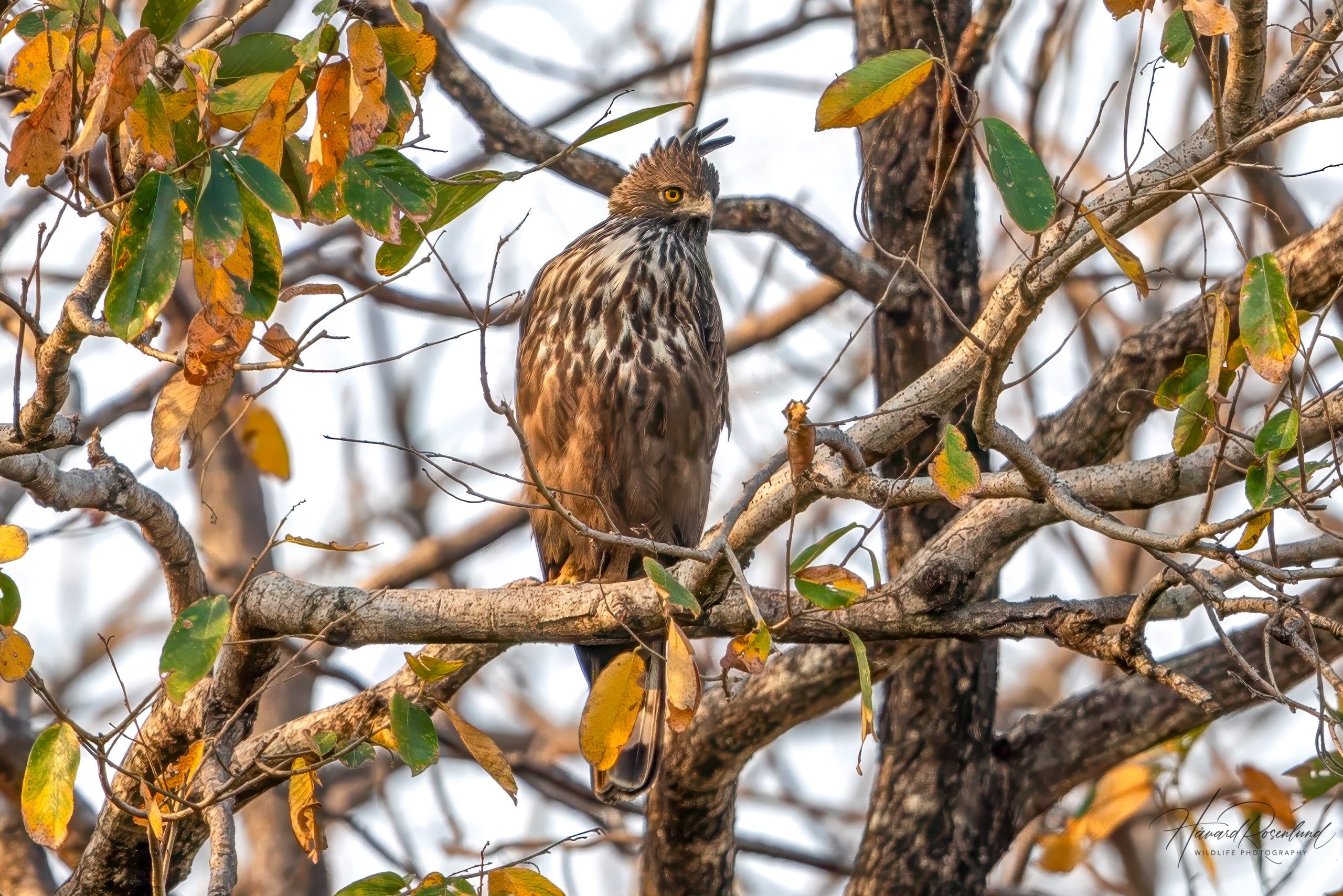 Indiaskogørn (Nisaetus cirrhatus) @ Satpura National Park, India. Foto: Håvard Rosenlund