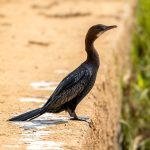 Little Cormorant (Microcarbo niger) @ Kanha National Park, India. Photo: Håvard Rosenlund