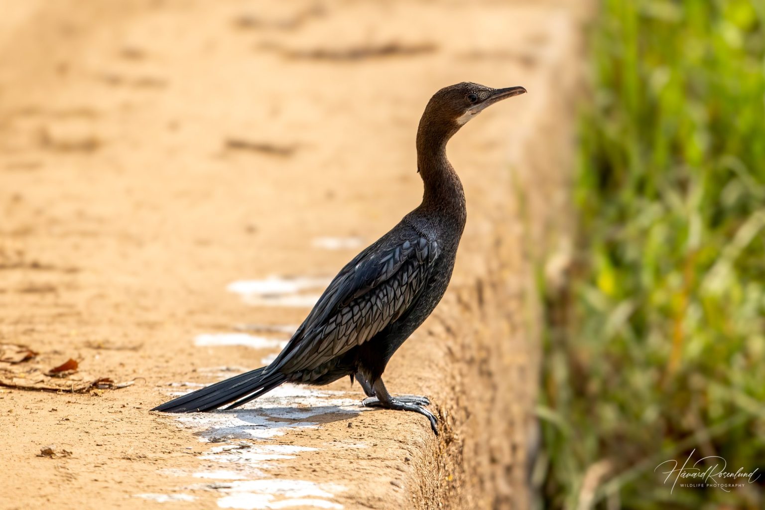 Little Cormorant (Microcarbo niger) @ Kanha National Park, India. Photo: Håvard Rosenlund