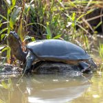 Indian Flapshell Turtle (Lissemys punctata) @ Kanha National Park, India. Photo: Håvard Rosenlund