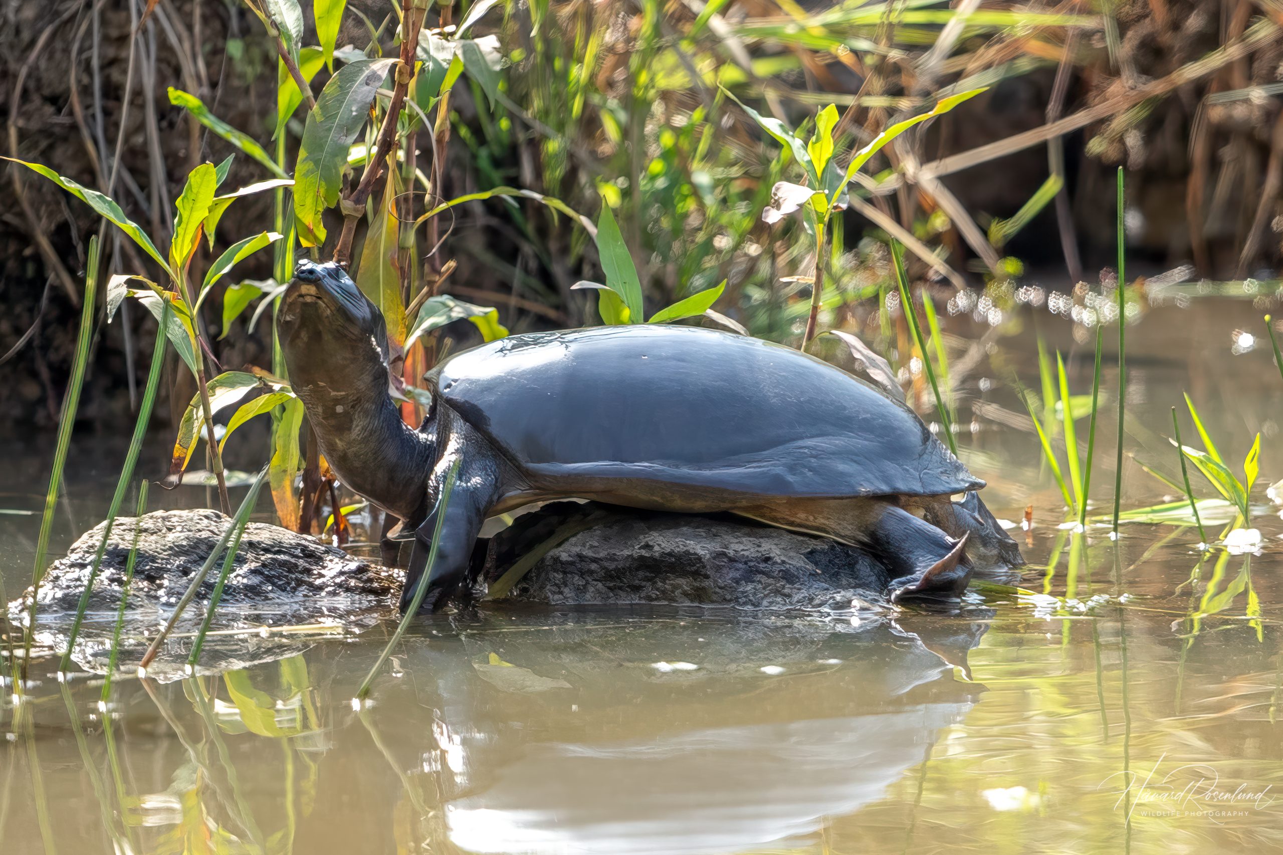 Indisk Klaffbløtskilpadde (Lissemys punctata) @ Kanha National Park, India. Foto: Håvard Rosenlund