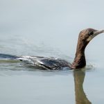 Little Cormorant (Microcarbo niger) @ Kanha National Park, India. Photo: Håvard Rosenlund