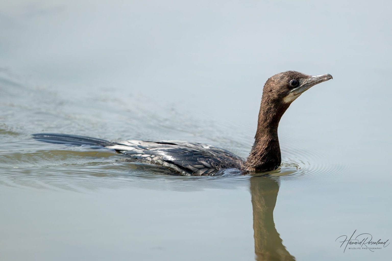 Little Cormorant (Microcarbo niger) @ Kanha National Park, India. Photo: Håvard Rosenlund