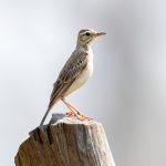 Paddyfield Pipit (Anthus rufulus) @ Kanha National Park, India. Photo: Håvard Rosenlund