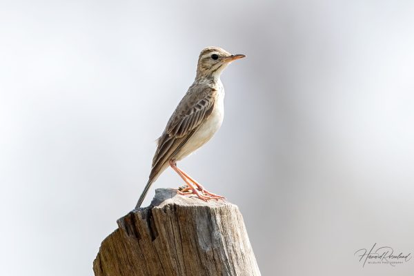 Orientpiplerke (Anthus rufulus) @ Kanha National Park, India. Foto: Håvard Rosenlund