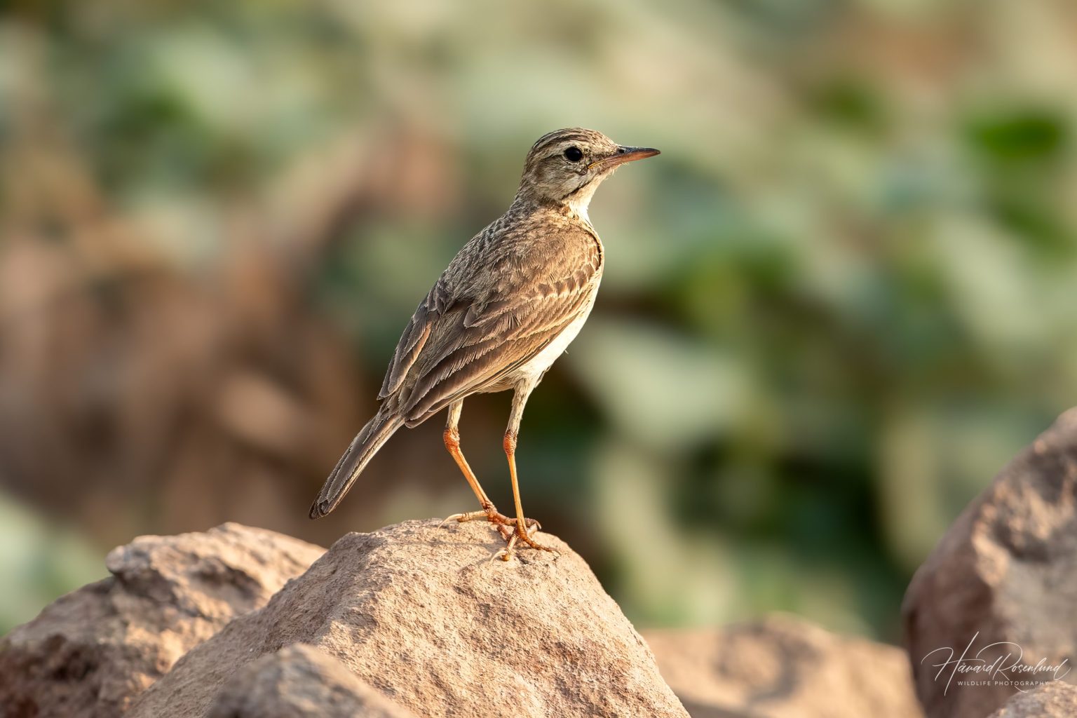 Paddyfield Pipit (Anthus rufulus) @ Satpura National Park, India. Photo: Håvard Rosenlund