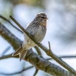 Lesser Redpoll (Acanthis cabaret) @ Lista, Norway. Photo: Håvard Rosenlund