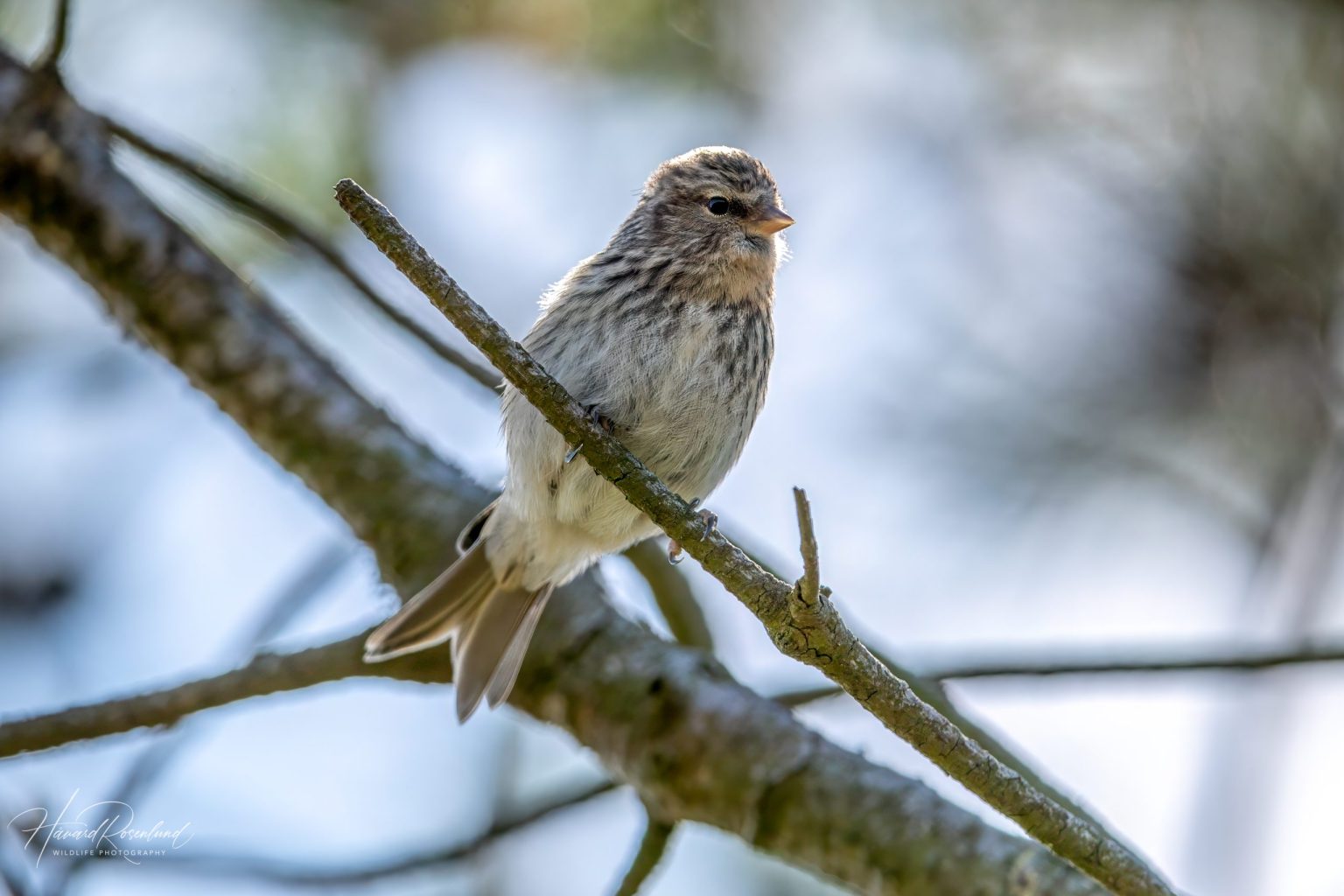 Lesser Redpoll (Acanthis cabaret) @ Lista, Norway. Photo: Håvard Rosenlund