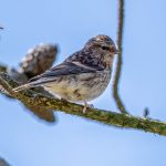 Lesser Redpoll (Acanthis cabaret) @ Lista, Norway. Photo: Håvard Rosenlund
