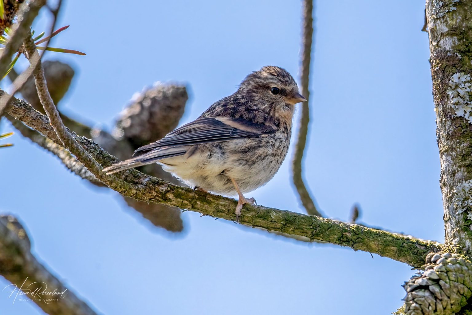 Lesser Redpoll (Acanthis cabaret) @ Lista, Norway. Photo: Håvard Rosenlund