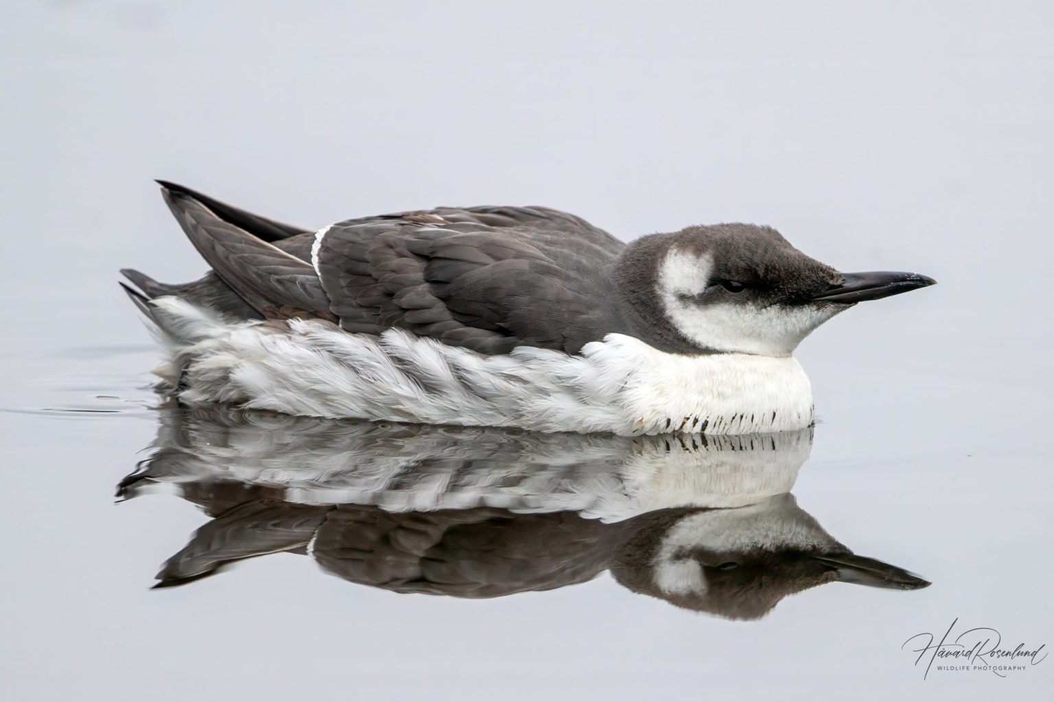 Common Murre (Uria aalge) @ Fornebu, Norway. Photo: Håvard Rosenlund