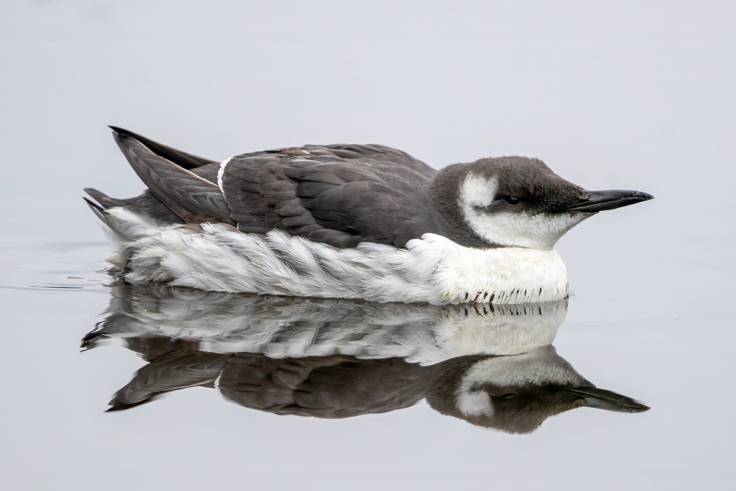 Common Murre (Uria aalge) @ Fornebu, Norway. Photo: Håvard Rosenlund