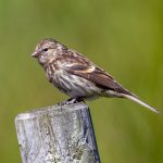 Lesser Redpoll (Acanthis cabaret) @ Lista, Norway. Photo: Håvard Rosenlund