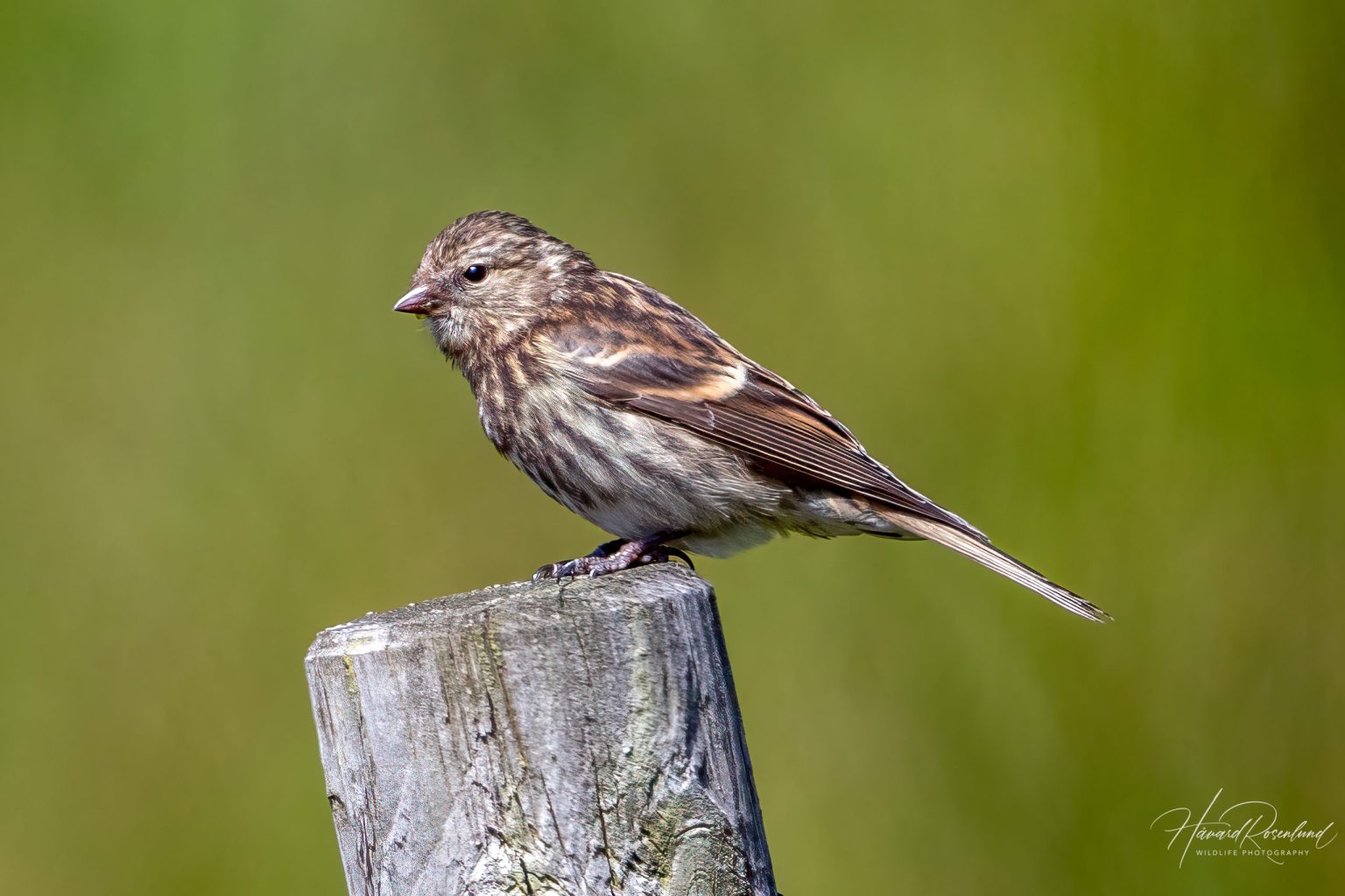 Lesser Redpoll (Acanthis cabaret) @ Lista, Norway. Photo: Håvard Rosenlund