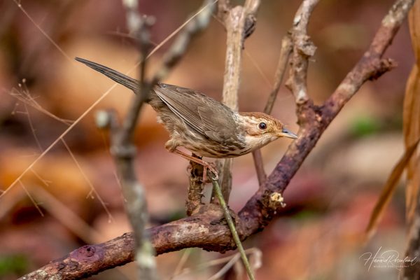 Rødkronetimal (Pellorneum ruficeps) @ Kanha National Park, India. Foto: Håvard Rosenlund