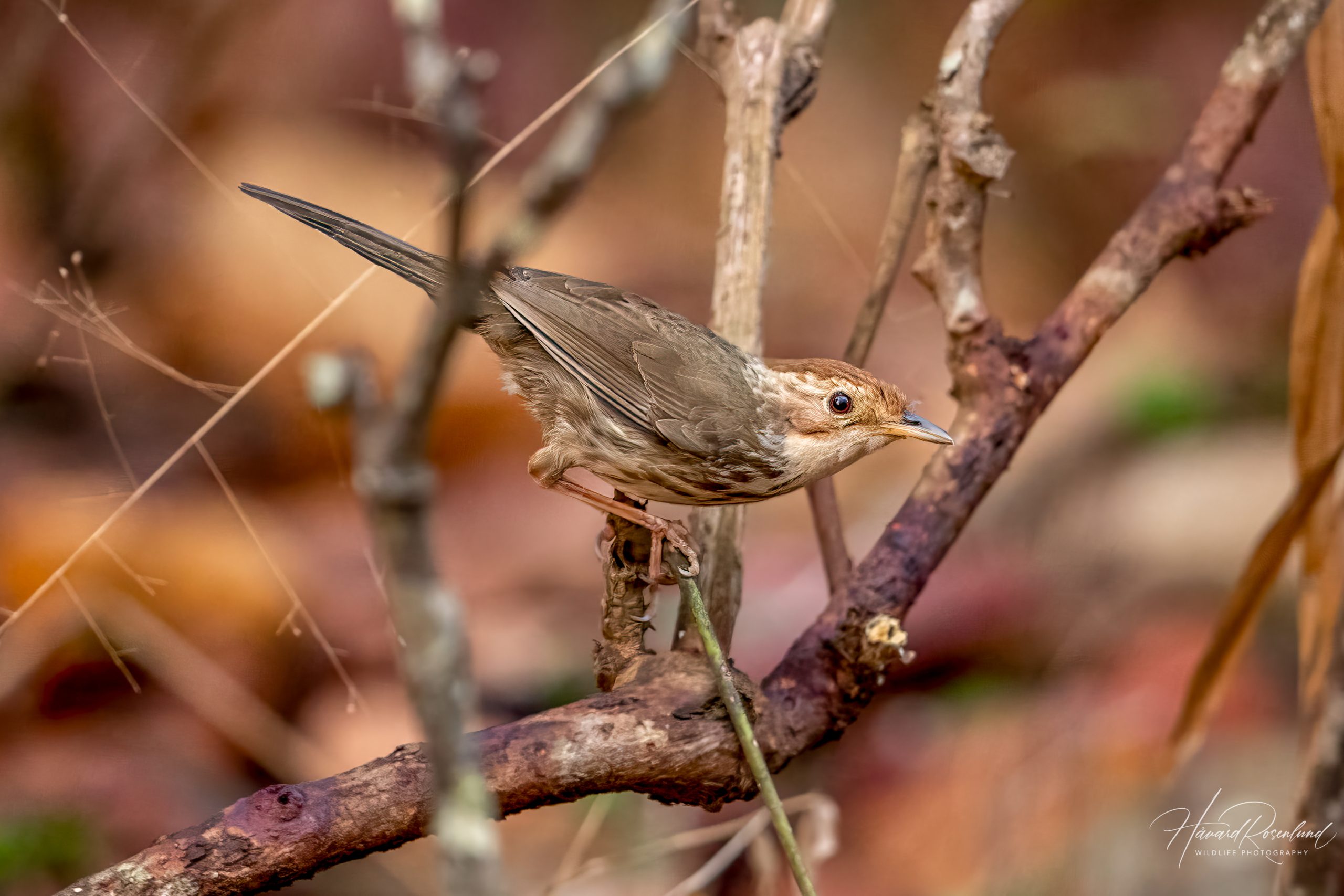 Rødkronetimal (Pellorneum ruficeps) @ Kanha National Park, India. Foto: Håvard Rosenlund