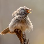 Jungle Babbler (Argya striata) @ Satpura National Park, India. Photo: Håvard Rosenlund